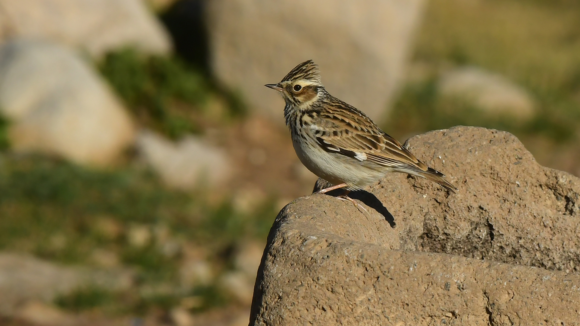 Wood Lark